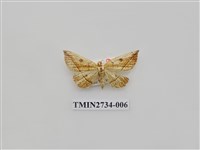 藏品(尺蛾290)的圖片